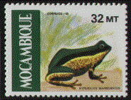 hyperolius marmoratus