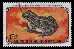 bufo raddei