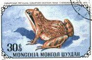 rana temporaria chiensis