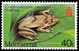 whistling tree frog