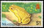 giant toad