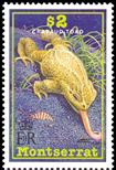 toad