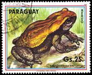 rana cornuda temporera