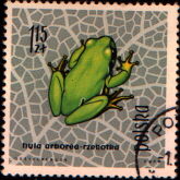 hyla arborea