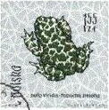 bufo viridis