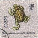bufo calamita