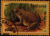 bufo bufo laur