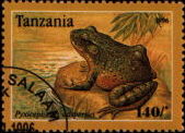 pyxicephalus adspersus