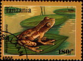 megalixalus laevis