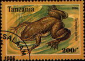 xenopus laevis