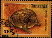 hemsisus marmoratus