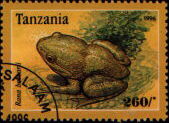 rana beccari
