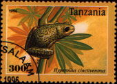 hyperolius cinctiventrus