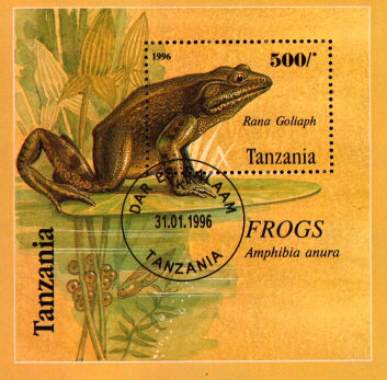 rana goliaph