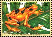 atelopus varius zeteki