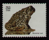 wyoming toad