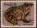 rana angolensis