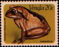 leptopelis sp.