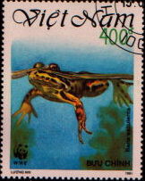 rana esculenta