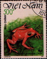 mantella aurantiaca