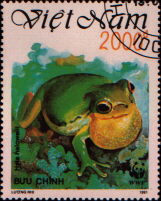 hyla halowelli