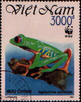 agalychnis callidryas