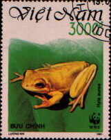hyla aurea