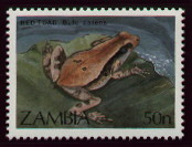 bufo carens