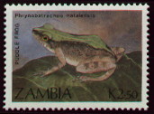 phyrnobatrachus natalensis