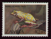 hyperolius marmoratus