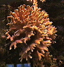 Corals of the Med. Seas