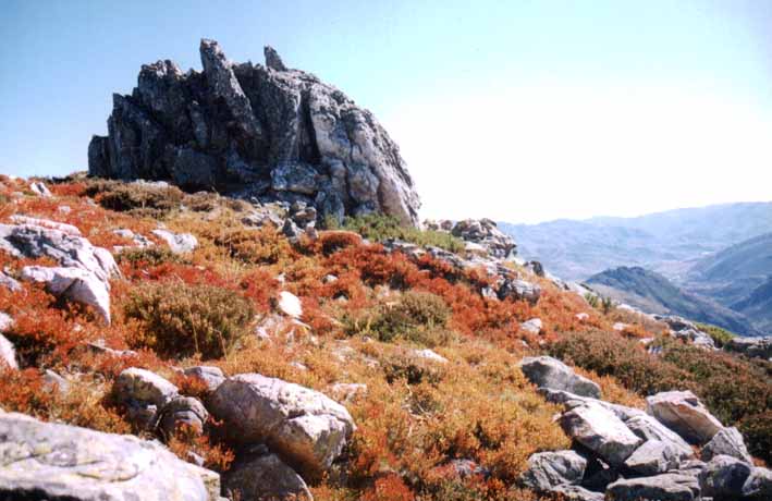 Paisaje con ar�ndanos en oto�o