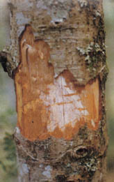 osoarbol1.jpg (18321 bytes)
