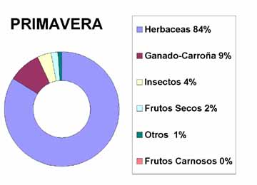 primavera