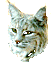 Vedo Lynx's ;-)