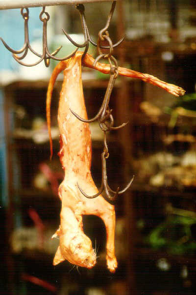 Qingping Market, skinned cat