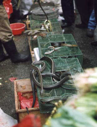 qingping market, snakes