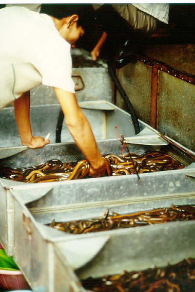 qingping market, snakes