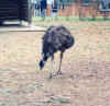 emu.jpg (120371 bytes)