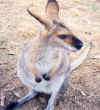 kangaroo.jpg (304794 bytes)