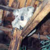 koala.jpg (251540 bytes)