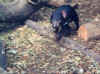 tasmaniandevil.jpg (275710 bytes)