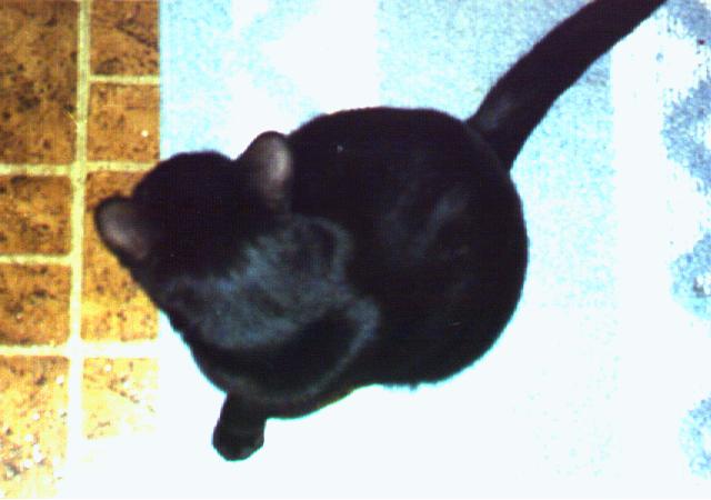 zamie3