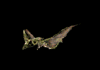 Dragons