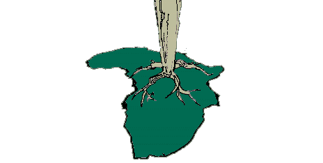 halflogo3.gif (6622 bytes)