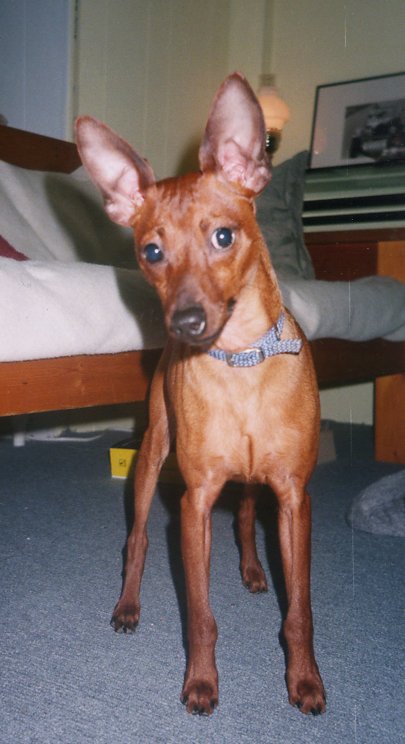 [My Min Pin]