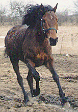 Canter Picture #1 bcan1.gif