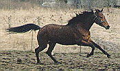 Canter Picture #2 bcan2.gif