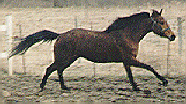 Canter Picture #3 bcan3.gif