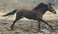Canter Picture #4 bcan4.gif